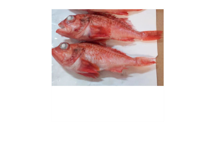 Frozen Rosefish Whole Round