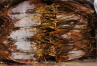 Dried Todarodes Squid