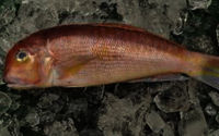 FROZEN WHITE HORSE HEAD FISH