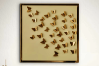 White Butterfly Frame