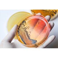 Agar Agar - Bacteriological Grade Powder, 98% Purity, Fruity Smell, Room Temperature Storage, 3 Years Shelf Life, Suitable For Industrial Use