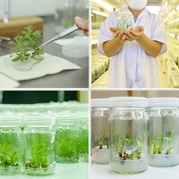 Agar Agar Plant Tissue Culture Grade Purity: 99%