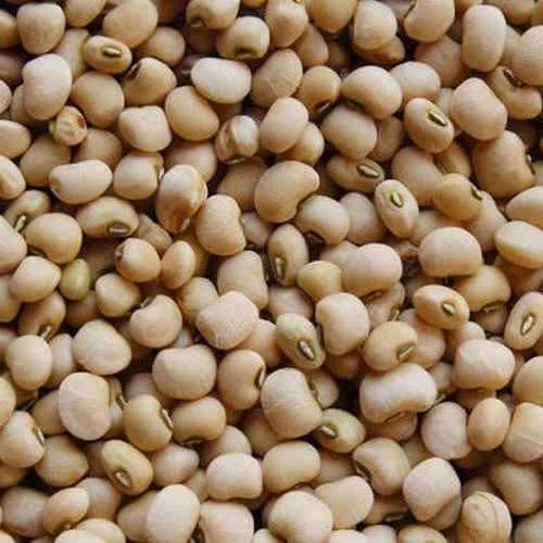 Common White Cowpea