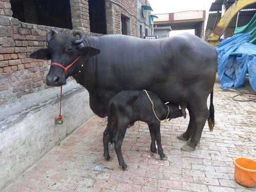 Murrah buffalo