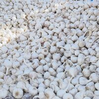 Fresh Organic Garlic - Cultivation Type: Common