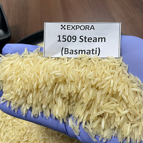 1509 Long Grain Steam Basmati Rice - 1.5% Broken, Golden Color, Organic Cultivation, 24 Months Shelf Life, 95% Purity