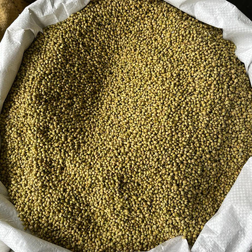 Whole Coriander Seeds - Green Granules | Solid Form Premium Grade Ideal for Spice Blends Curries Stews and Baked Goods