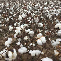 Organic Raw Cotton - 100% Organic Cotton, White Color, Lightweight and Breathable, Biodegradable and Eco-Friendly Fabric for Versatile Use