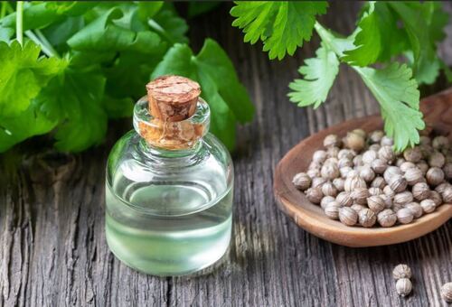 Coriander Oil Premium