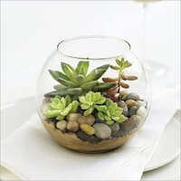 Clear Glass Aquarium Jar - Material: Crystal