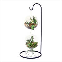 Hanging Glass Terrarium - Color: Transparent