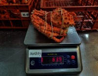 New Season Frozen Boiled King Crab