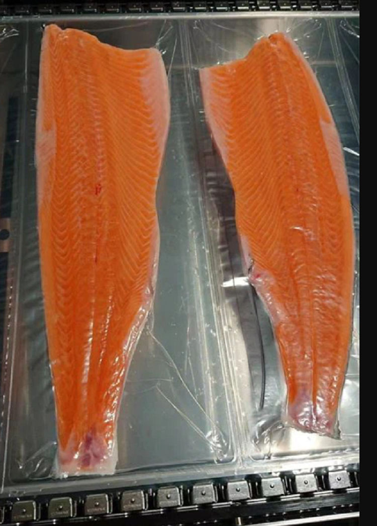 Frozen Norway Salmon Fillet Premium Quality