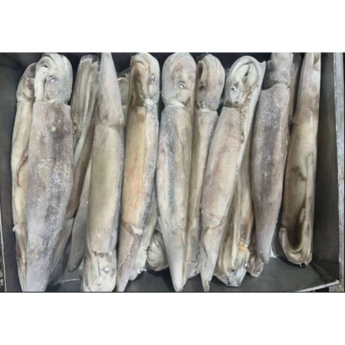 Individual Quick Frozen Illex Squid