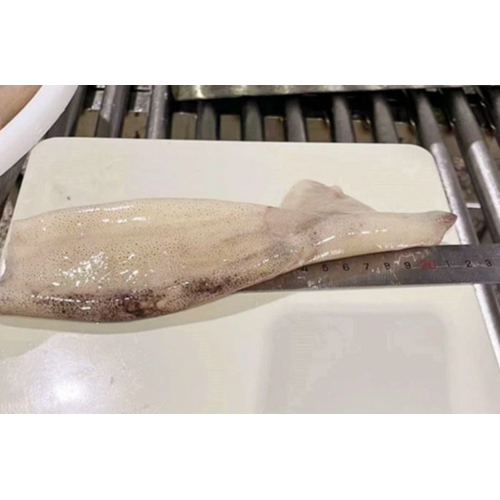 Frozen Illex Squid Dirty Tube