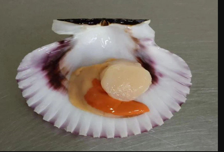 Frozen Half Shell Peruvian Scallop