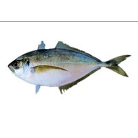 Frozen Pacific Bumper Fish Packaging: Plastic Bottle