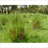 Indian Vetiver Oil