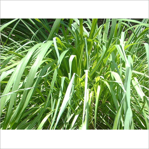 Citronella Oil