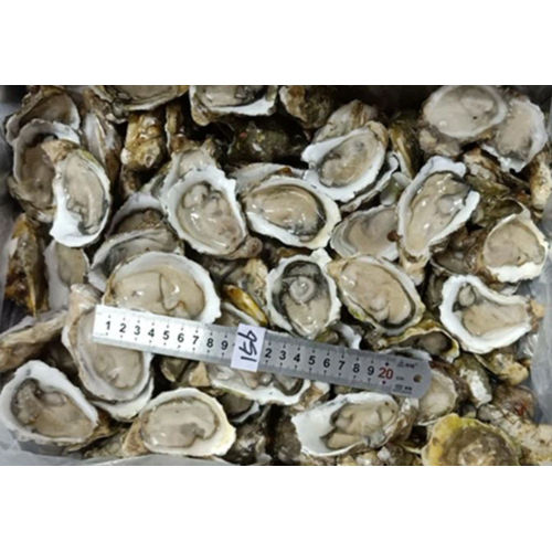 Frozen Half Shell Oyster