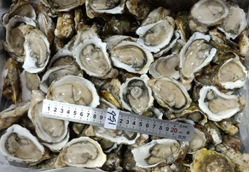 Frozen Half Shell Oyster