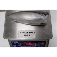 Frozen Bullet Tuna Hgt