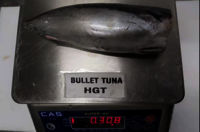 Frozen Bullet Tuna Hgt