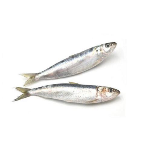 Frozen Sardine Whole Round Packaging: Drum