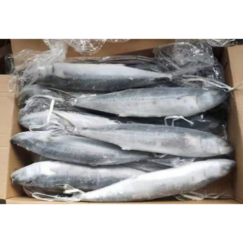 Frozen Spanish Mackerel