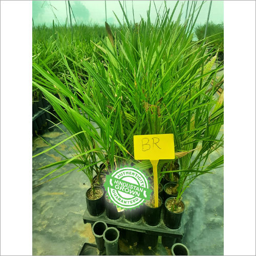 Green Tissue Culture Barhi Date Palm Plants