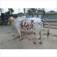 Gojri Rathi Cow