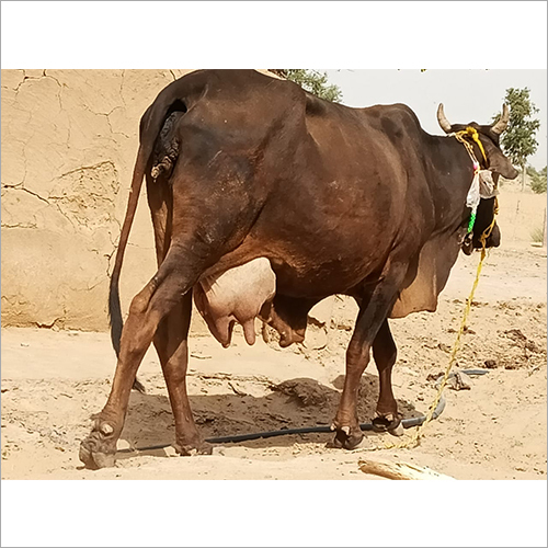 Brown Kapila Cow