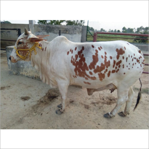 White Rathi Cow