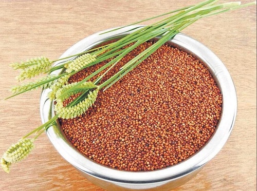 Ragi Seed