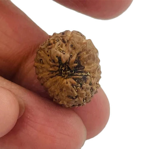 15 Mukhi Rudraksha