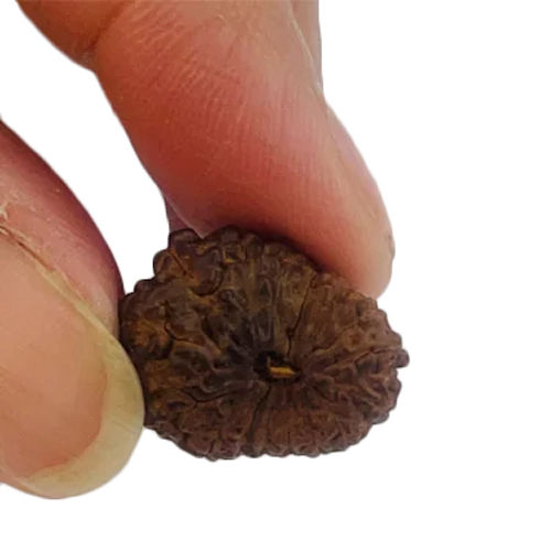 16 Mukhi Rudraksha