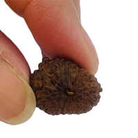 Multiple Use 16 Mukhi Rudraksha