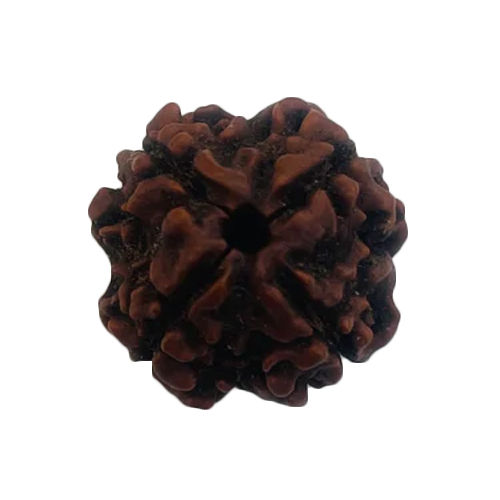 4 Mukhi Rudraksha