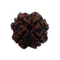 4 Mukhi Rudraksha - Natural Material , Round Shape For Spiritual Use With Divine Blessings