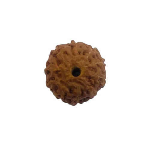 10 Mukhi Rudraksha