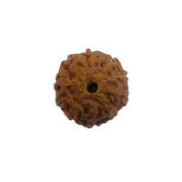 10 Mukhi Rudraksha - Natural Material, Various Sizes , Round Shape For Spiritual Growth And Meditation