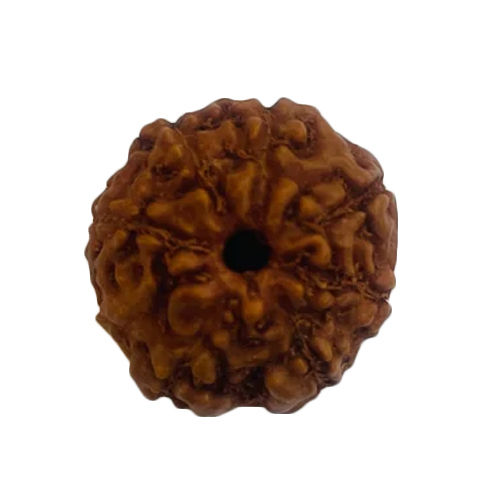 7 Mukhi Rudraksha