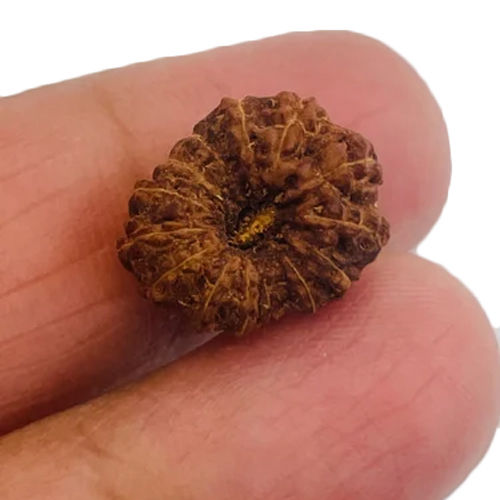 14 Mukhi Rudraksha