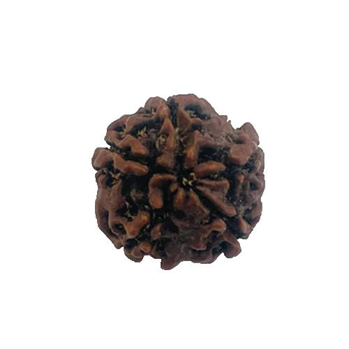 5 Mukhi Rudraksha