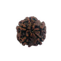 5 Mukhi Rudraksha - Natural Bead, Various Sizes Available | Spiritual Jewelry For Wisdom, Protection And Abundance