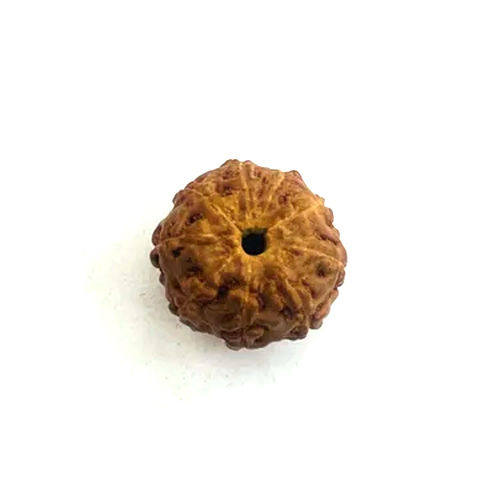 9 Mukhi Rudraksha