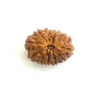 11 Mukhi Rudraksha - Natural Material, Different Sizes | Round Shape, Multiple Use, Spiritual Purpose, Protective Blessings Of Lord Hanuman