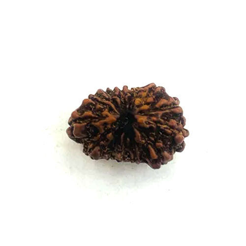 13 Mukhi Rudraksha