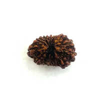 Multiple Use 13 Mukhi Rudraksha