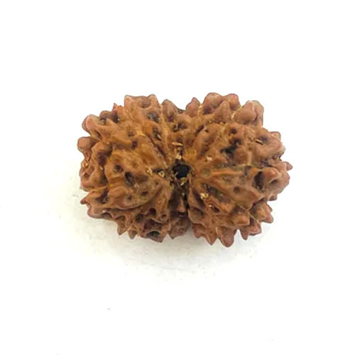 12 Mukhi Rudraksha